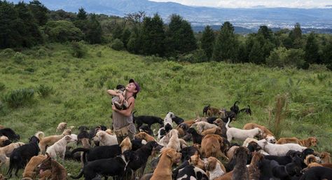 Our Lady of Strays Dog Sanctuary, Volunteer Travel, Rare Dogs, I Need A Vacation, African Wild Dog, Travel Aesthetics, Rare Dog Breeds, Future Job, Common Ground