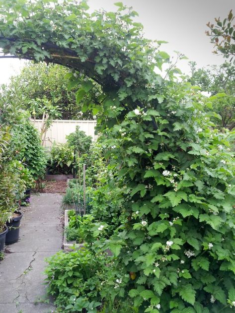 Blackberry Trellis, Thornless Blackberries, Growing Blackberries, Building A Trellis, Food Forest Garden, Berry Garden, Arch Trellis, Evergreen Vines, Vertical Gardening