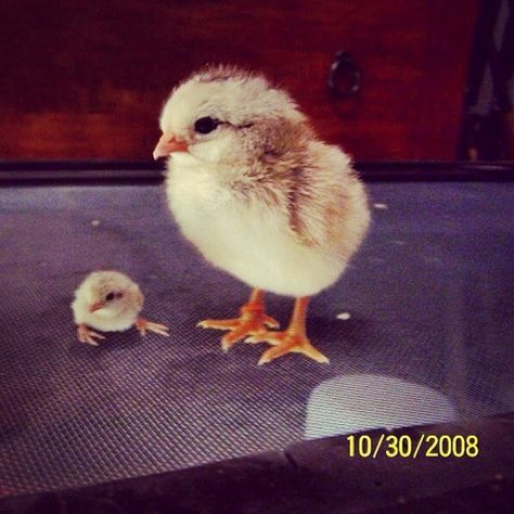 Button Quail Babies Are The Tiniest, Cutest Birds Ever Quail Chicks, Baby Quail, Button Quail, Raising Quail, Baby Chicken, Chicken Chick, Baby Chickens, Young Animal, Baby Chicks