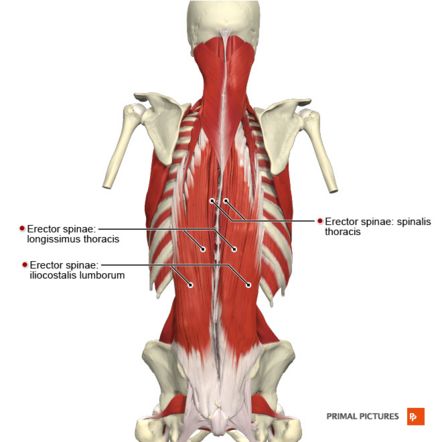 Sport Massage, Lumbar Lordosis, Thoracic Vertebrae, Muscle Testing, Relaxation Response, Piriformis Stretch, Chronic Lower Back Pain, Spinal Nerve, Spinal Injury