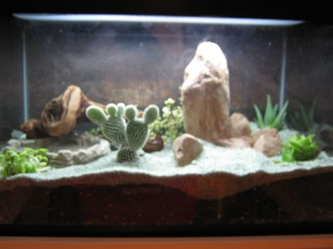 20 Gallon Desert Vivarium (Leopard Gecko) Vivarium Waterfall, Vivarium Diy, Snake Vivarium, Diy Vivarium, Desert Vivarium, Paludarium Vivarium, Vivarium Plants, Frog Vivarium, Bearded Dragon Vivarium