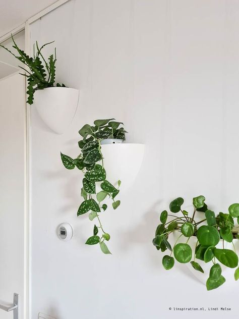 Met de Botaniq hangbloempot van Artiteq maak je eenvoudig een urban jungle in de slaapkamer. Ik laat je zien hoe je ze eenvoudig kunt stylen. Photography Plants, Indoor Jungle, Urban Jungle, Perfect Home, Green Living, Rum, Home Decor, Home Décor