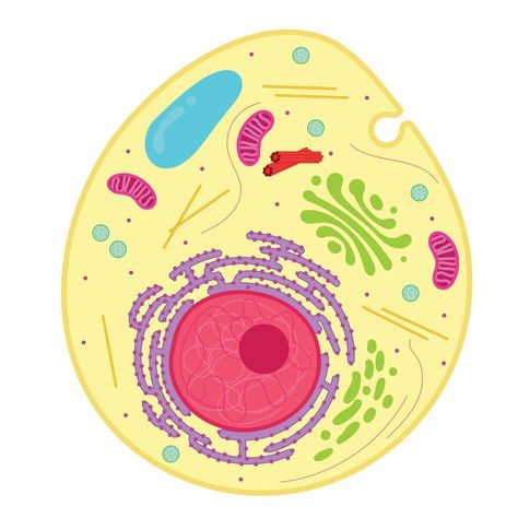 An animal cell is a type of eukaryotic cell. Eukaryotic Cell Drawing, Human Cell Structure, Animal Cell Drawing, Human Cell, Toxic Family Quotes, Tattoo 2023, Eukaryotic Cell, 2023 Ideas, Paper Art Design