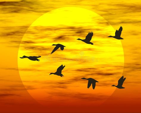 Flying ducks. Sunset and birds. Rendered sunset scene , #affiliate, #Sunset, #ducks, #Flying, #birds, #scene #ad Flying Ducks, Scene Illustration, Romance Covers Art, Birds In The Sky, Migratory Birds, Wall Murals Painted, Scenery Pictures, Bird Silhouette, Bird Art Print