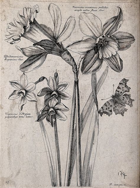 Three daffodils, including the wild daffodil (Narcissus pseu Wellcome V0044167 - Category:Nicolas Robert - Wikimedia Commons Narcissus Flower Tattoos, Wellcome Images, Flowers Sketch, St David, Daffodil Tattoo, 1 March, Narcissus Flower, Flower Line Drawings, Wellcome Collection