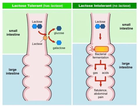 8 Probiotic Rich Foods To Help Your Gut Health Flourish Lactose Intolerant Symptoms, Fructose Intolerance, What Are Probiotics, Fructose Malabsorption, Clinical Chemistry, Lactose Intolerance, Abdominal Cramps, Lactose Free Milk, Probiotic Benefits