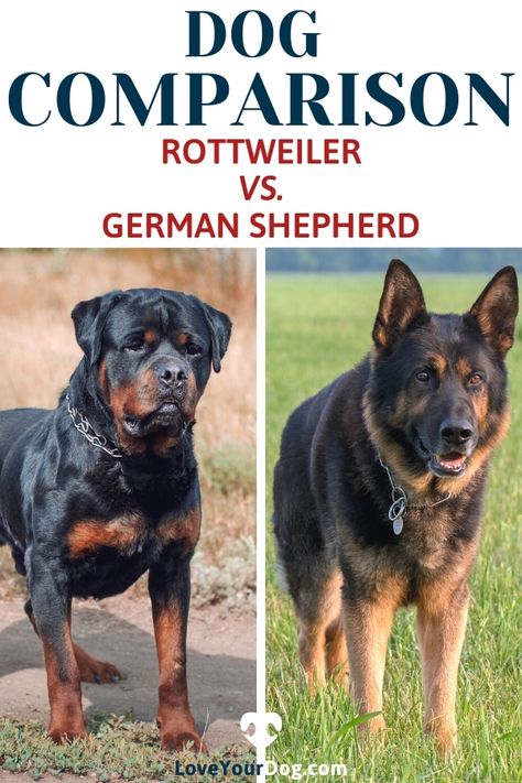 Rottweiler And German Shepherd, German Shepherd Rottweiler Mix, Red German Shepherd, German Rottweiler Puppies, German Rottweiler, Guard Dog Breeds, Rottweiler Breed, Rottweiler Puppy, Rottweiler Love