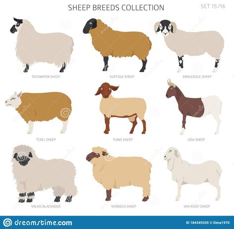 Sheep Breeds, Farm Animals, Sheep, Stock Illustration, Moose Art, Stock Vector, Vector Illustration, Animals, Art