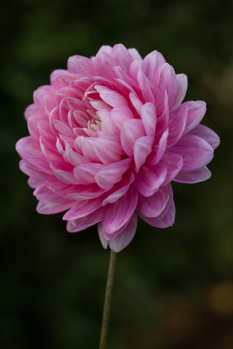 Pink Dalia, Pink Parfait, Water Lilies, Dahlia, Plants, Pink