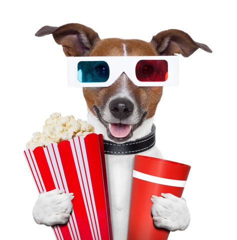 Can Dogs Eat Popcorn? Bean Bag Cinema, Can Dogs Eat Apples, Peanut Butter For Dogs, Healthy Popcorn, Movie Popcorn, Bean Bag Bed, 3d Glasses, Silly Dogs, Funny Cats And Dogs