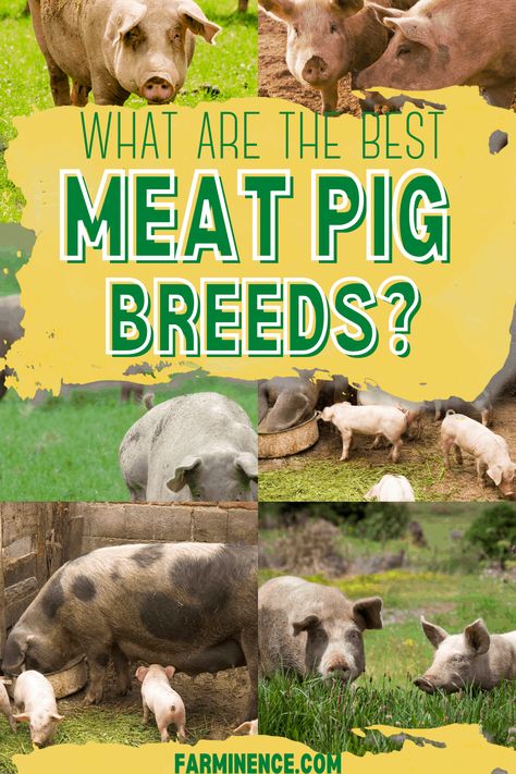 Pig Shelter, Kune Kune Pigs, Pig Meat, Homesteading Animals, Pig Breeds, Raising Pigs, Raising Farm Animals, Pig Pen, Pig House