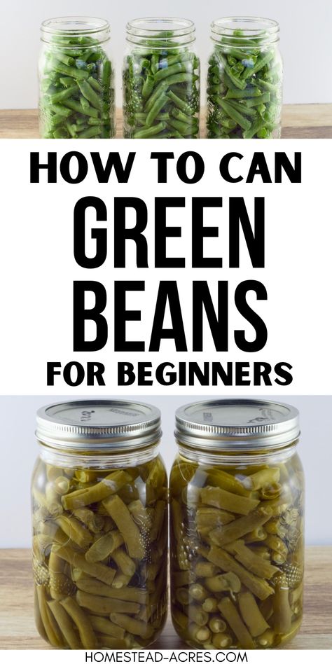 Canning green beans is a great way to preserve them for your family to enjoy all year! Learn how to pressure can green beans the easy way. Even if you are a beginner you can learn how to can green beans and store them in your pantry or cellar for winter. How To Can Fresh Green Beans, Green Beans Canning Recipes, How To Can Green Beans, How To Can Anything, Water Bath Green Beans, Canning Green Beans In Pressure Cooker, Canning Greens, Can You Freeze Green Beans, Canning Green Beans In A Water Bath