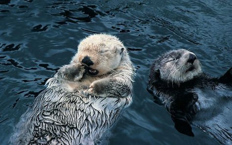 Sea Otter Wallpapers - Top Free Sea Otter Backgrounds - WallpaperAccess Otter Backgrounds, Otter Wallpapers, Laptop Wallpaper Desktop Wallpapers, Hd Wallpaper 4k, Desktop Design, Full Hd Wallpaper, Matching Wallpaper, Sea Otter, Macbook Wallpaper