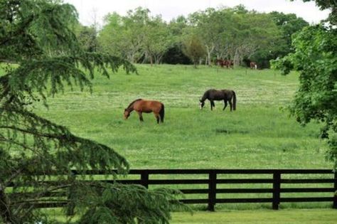 Pastures For Horses, Horses In A Pasture, Farm With Horses, Horse Stables Aesthetic, Horse Farm Aesthetic, Horse Pasture Ideas, Horses In Pasture, Horse Garden, Horse Pasture