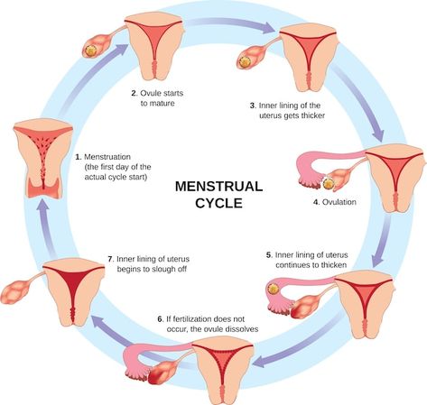 A diagram of menstrual cycle with the st... | Premium Vector #Freepik #vector #menstrual-cycle #menstruation #menstrual #ovulation Stages Of Menstrual Cycle, Menstrual Cycle Phases, Menstruation Cycle, Period Blood, Ovulation Cycle, Period Cycle, Healthy Pregnancy Tips, Basic Anatomy And Physiology, Fertility Awareness