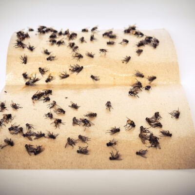 Diy Fly Paper, Diy Sticky Fly Trap, Flies Trap Diy, Homemade Fly Traps, Diy Fly Trap, Bug Trap, Glue Traps, Paper Grocery Bags, Fly Paper