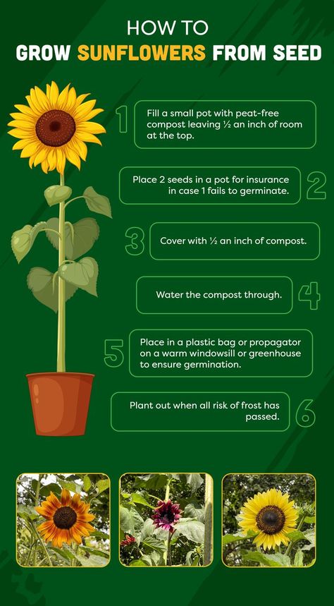 when to plant sunflower seeds to grow the tallest giant sunflowers When To Plant Sunflowers, Sunflower Planting, How To Grow Sunflowers, Harvesting Sunflower Seeds, Grow Sunflowers, Growing Sunflowers, Giant Sunflower, Bloom Flowers, Planting Sunflowers