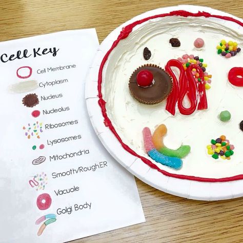 Candy Cell bodies Making A Cell Science Projects, Edible Anatomy Projects, Make A Cell Model, Cell Edible Project, Candy Animal Cell Model, Model Of A Cell Projects, Edible Cells Project, Edible Plant Cell Model, Animal Cell Model Edible