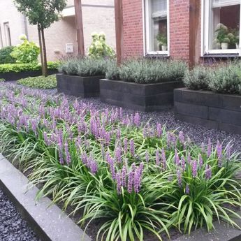 Small Front Garden Ideas, Liriope Muscari, Small Front Gardens, Growing Gardens, Balcony Plants, Garden Borders, Flower Bed, Landscaping Plants, Garden Cottage