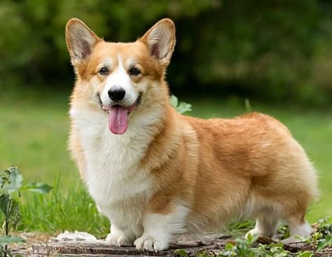 Corgi Dog Breed, Corgi Facts, Pembroke Welsh Corgi Puppies, Cute Corgi Puppy, Corgi Pictures, Welsh Corgi Puppies, Corgi Dogs, Corgi Mix, Corgi Pembroke