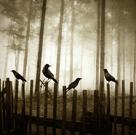 Edge of the woods Quoth The Raven, Enchanted Wood, Crows Ravens, The Crow, Foto Art, Amazing Animals, Cebu, Pics Art, Crows