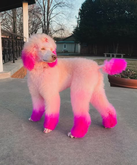 Dog Fur Dye Ideas, Unique Poodle Haircut, Pink Poodle Aesthetic, Creative Dog Grooming Dyes, Poodle Creative Grooming, Poodle Hair Dye, Poodle Dyed Hair, Dyed Poodle, Dog Hair Color