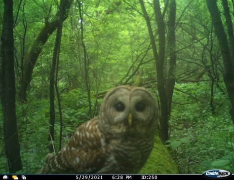 Trail Cam, Trail Camera, Camera Photos, In The Woods, Forest