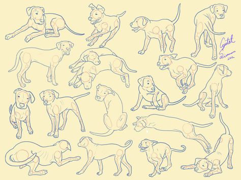 PUPPY REFERENCE by Little-Bluefish.deviantart.com on @deviantART Dog Movement Drawing, Dog Pose Drawing, Puppy Reference, Dog Poses Drawing, Cute Dog Poses, Dog Poses Reference, Dog Movement, Dog Drawing Reference, Dog Reference