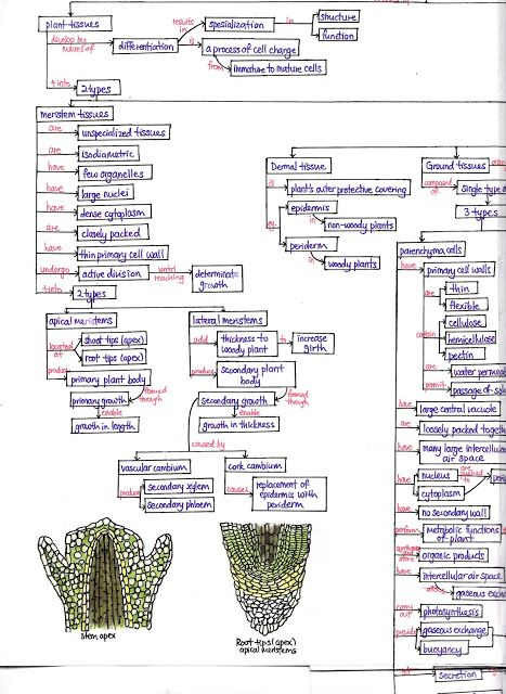 Plant Tissue Biology Notes, Plant Cell Parts, Biology Wallpaper, Neet Aspirant, Tissue Biology, Hidden Pics, Biology Plants, Learn Biology, Cell Parts