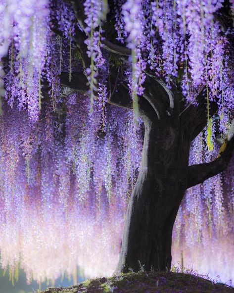 Hyogo Japan, Wisteria Flowers, Wisteria Tree, Nikon D810, 수채화 그림, Nature Garden, Fantasy Art Landscapes, 판타지 아트, Purple Aesthetic