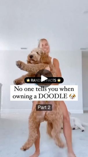 553K views · 22K reactions | Guilty of getting my doodle a doodle 🙋🏼‍♀️ #goldendoodle #goldenlife #MatthewsLegacyFarm #DoodleSecrets #GoldendoodleSecrets | Matthews Legacy Farm | Goldendoodle Breeder | Harry Styles · Golden Funny Golden Doodles, Goldendoodle Breeders, Doodle A, Harry Styles Golden, Golden Doodles, Golden Life, Golden Doodle, Goldendoodle, Harry Styles