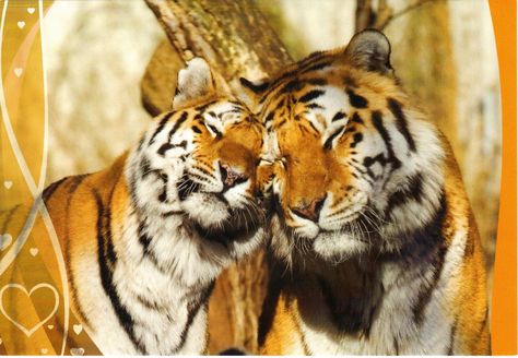 Tiger Couple, Love Postcard, Lion Couple, Save The Tiger, Serval Cats, Sand Cat, Tiger Love, Tiger Pictures, Savannah Cat