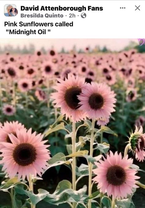 Pink Sunflowers, David Attenborough, Sunflower, Greeting Cards, Pink