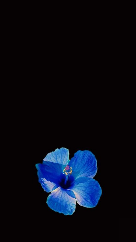 Hibiscus Flower Wallpaper Aesthetic, Iphone Wallpaper Scenery, Flower Lockscreen, Black Flowers Wallpaper, Black And Blue Wallpaper, Flowers Black Background, Blue Flower Wallpaper, Blue Hibiscus, Wallpaper Iphone Summer