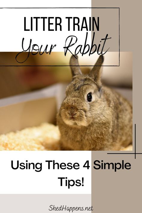 Litter Box Training Rabbits, Litter Training Rabbits, Diy Bunny Cage, Bunny Care Tips, Rabbit Shed, Bunny Litter Box, Diy Rabbit Cage, Rabbit Hutch Indoor, Indoor Rabbit Cage