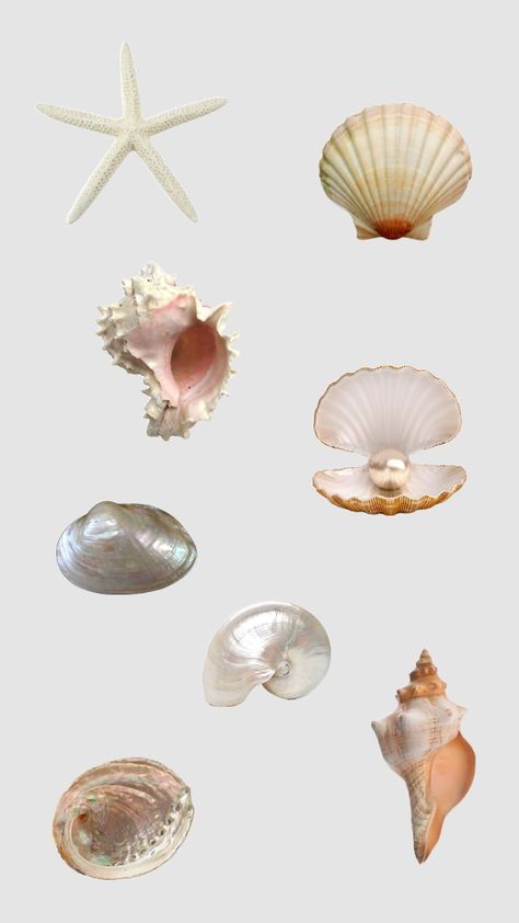 #shells#beach Aesthetic Shell Wallpaper, Shell Iphone Wallpaper, Shells Background Aesthetic, Sea Shell Aesthetic, Sea Shells Aesthetic, Shells Aesthetics, Sea Shell Png Aesthetic, Prop Artwork, Aesthetic Seashells Wallpaper