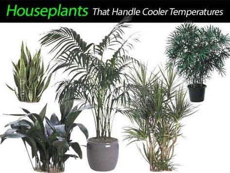 Winter is a beautiful season, but the cold temperatures can be a little hard on indoor plants. No need to despair, though. There are many varieties of plants that can endure the nippy weather. Learn about the wonderful kinds of plants that will brighten your home despite the onslaught of harsh weather. Falling temperatures and cold climates can cause some plants to suffer in the cold, but don't give up the beauty that plants bring to your home so easily. With this starter list, you're sure to Plants For Cold Rooms, Plants That Like Shade, Indoor Plants Apartments, Indoor Plant Wall, Plan Image, Romantic Bedroom Decor, Pasta Primavera, Cold Room, Winter Plants