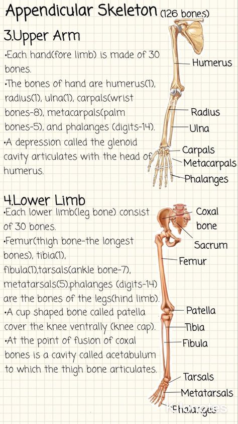 Kinesiology Study Notes, Human Anatomy Flashcards, Excretion And Osmoregulation Notes, Kinesiology Notes, Skeletal System Anatomy Notes, Skeletal System Notes, Anatomy And Physiology Notes Study, Anatomy Notes Aesthetic, Appendicular Skeleton