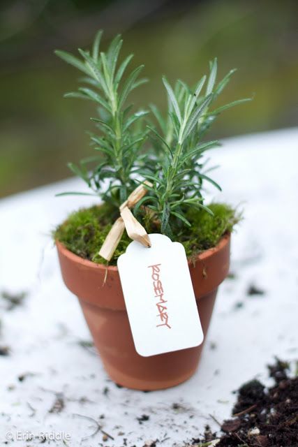 Erin Riddle Photography: Step-by-Step Guide to 4" Herb Party Favors Herb Centerpieces, Plant Wedding Favors, Herb Wedding, Garden Party Favors, Succulent Centerpieces, Wedding Types, Wedding Etiquette, Personalized Wedding Favors, Aromatic Herbs