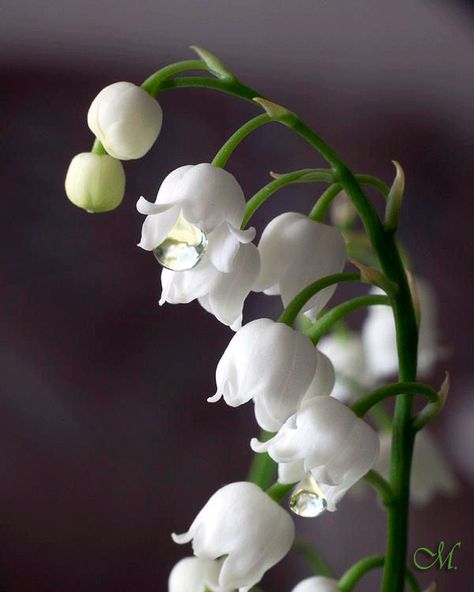 Convallaria Majalis, Lilac Bush, Flowers Lily, Most Popular Flowers, Lily Of The Valley Flowers, Valley Flowers, Popular Flowers, Birthday Flower, Favorite Flower