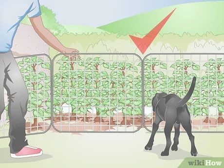 How to Dog Proof a Garden: 14 Steps (with Pictures) - wikiHow Dog Proof Garden, Garden Ideas Philippines, Garden Ideas India, Dog Proof Fence, Creating A Garden, Purse Display, Grasses Garden, Fish Wallpaper, Better Homes And Garden