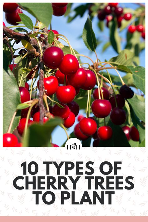 Cherry Tree From Seed, Sour Cherry Tree, Growing Cherry Trees, How To Grow Cherries, Cherry Types, Types Of Cherries, Cold Climate Gardening, Planting Fruit Trees, Growing Food Indoors