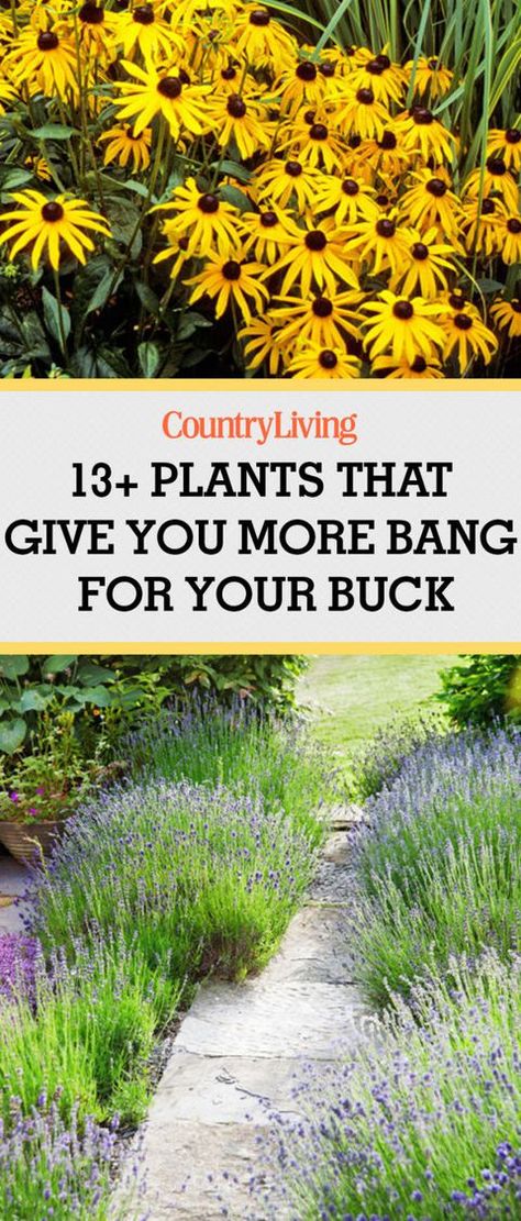 Stefano Marinaz, Garden Ideas Cheap, Garden Shrubs, Outside Ideas, Hardy Plants, Landscaping Tips, Kew Gardens, Gardening Flowers, Flower Gardens