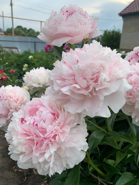 Peony Flower Aesthetic, Peony Pictures, Growing Peonies, Pink Carnations, Garden Greenhouse, Forest Garden, Pink Garden, Beautiful Rose Flowers, Fragrant Flowers