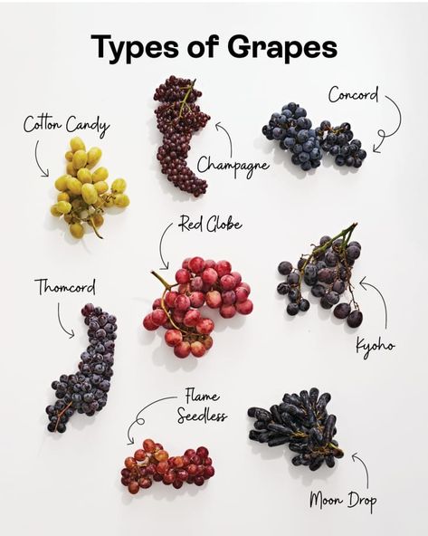 Grape Juice Benefits, Types Of Grapes, Grape Types, Grape Vine Plant, Grape Pie, Cotton Candy Grapes, Champagne Grapes, Cotton Candy Champagne, Types Of Fruit