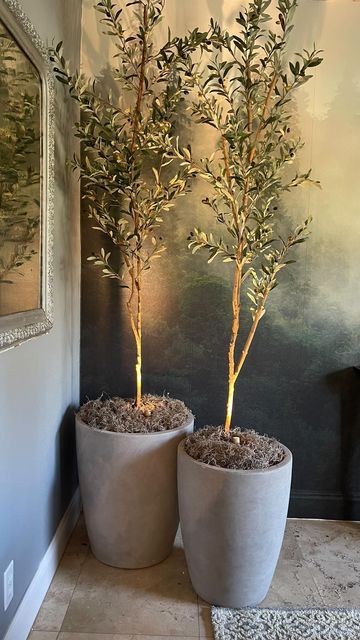 Jodie Kammerer on Instagram: "Comment for Links! I love these olive trees! I’ve owned them for years and they look good no matter where I put them! But these concrete planters are definitely giving them the modern upgrade they needed! To get this look just I just built up the bottom of the planters a bit with the styrofoam packing pieces they came packaged in. Then filled in the rest with some paper bags crushed up. You could use old towels or anything really. Then I used Spanish moss for the final layer. I like the organic feel this gives. To achieve this final dramatic look I used wireless plant spotlights. I’m in love! What do you think? #artificialplants #olivetrees #wirelesslights #fauxplants #planters" Potted Olive Tree, Diy Planters Outdoor, Piping Frosting, Spring Table Settings, Spring Entertaining, Tree Planters, Faux Olive Tree, Spring Tablescapes, Potted Houseplants