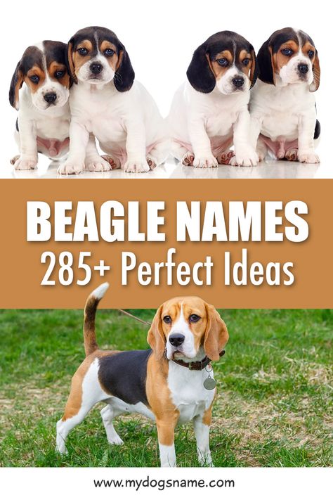 Discover 285+ Beagle names! These names are perfect for a new Beagle puppy. Our list of Beagle names is inspired by their size, appearance, personality and so much more. If you're getting a Beagle puppy, you must check out these awesome ideas. You'll be saying the name over and over, so it's important to find one that perfectly fits your pup. Beagle names don't get much better than this! #dogs #puppies #beagle #beaglepuppies #pets #animals Beagle Puppy Names, Puppy Girl Names, Best Female Dog Names, Puppy Names Unique, Puppies Names Female, Hunting Dog Names, Dogs Names List, Beagle Names