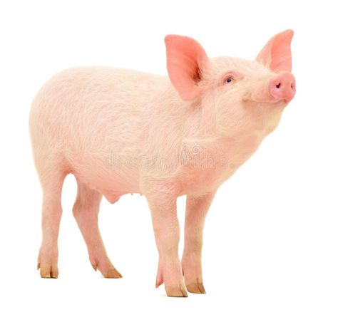 Photo about Pig who is represented on a white background. Image of white, color, studio - 24043629 Surrealism Fashion, National Geographic Photography, Pig Breeds, Pig Pictures, Teaching Drawing, Duck Face, Barnyard Animals, Math Activities Preschool, Animal Photos