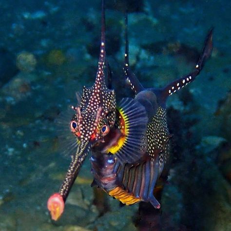 When a dragon looks at you in the eyes 💙🐉 This is a Weedy Seadragon. Weedy Seadragons are incredibly beautiful looking creatures. They are… Weedy Sea Dragon, Leafy Sea Dragon, Sea Dragons, Dragon Horse, Underwater Pictures, Aquatic Creatures, Deep Sea Creatures, Sea Horses, Beautiful Sea Creatures