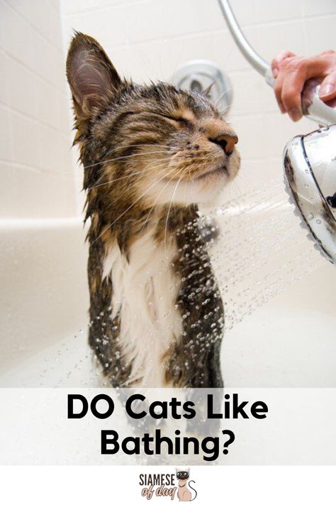 Bathing a cat is not really a good idea as many cat breeds don’t like to get wet. Cats do not need regular bathing because they keep themselves clean and many pet owners give their cat bath in extreme circumstances. #catBathing #CatLove #catpetbathing Kat Diy, Gatos Cool, Cat Hacks, Söt Katt, Drawing Faces, Pet Hacks, Cat Eyes, Cute Kittens, Cat Grooming